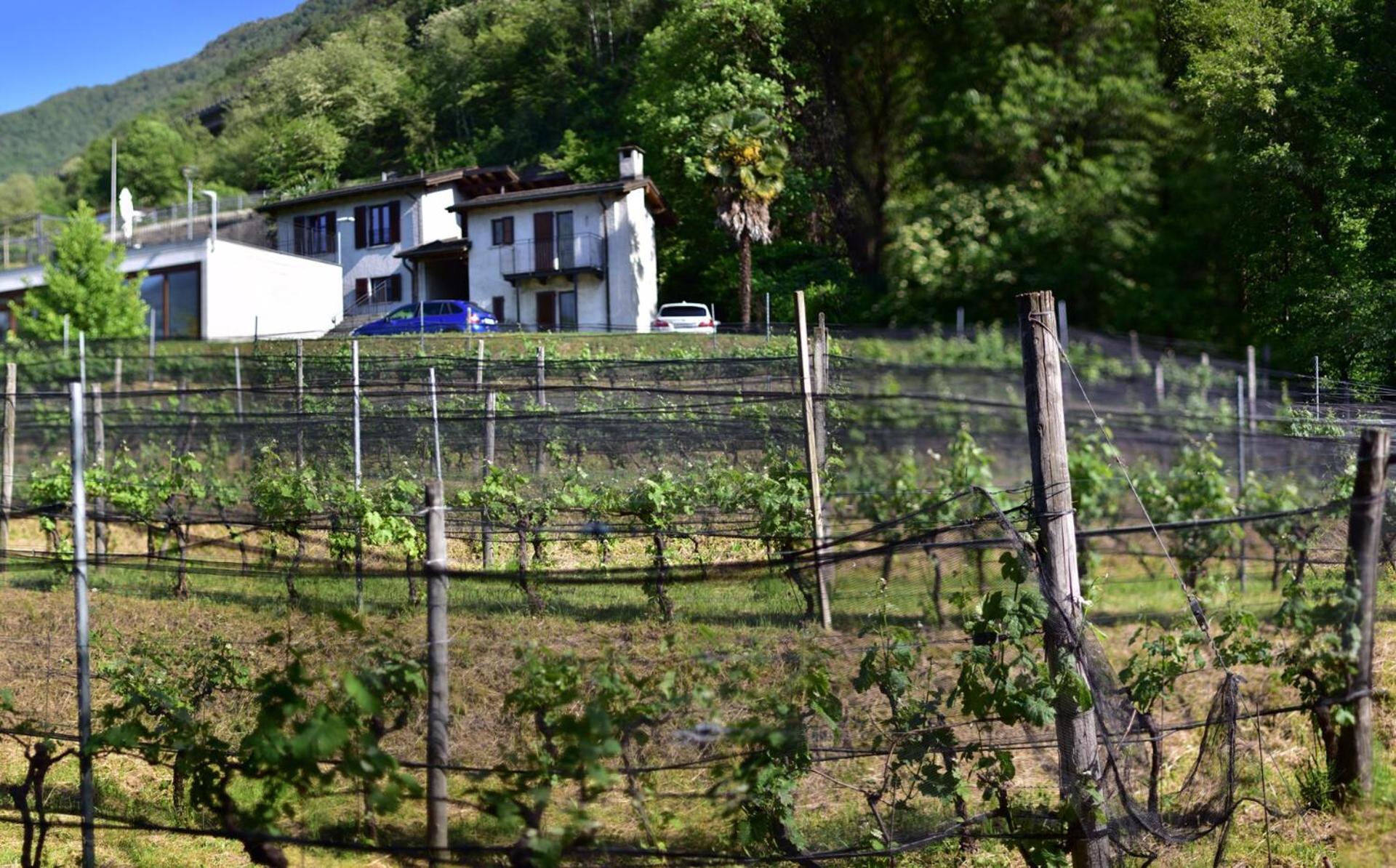 Bed and Breakfast Viva Bacco Gambarogno Zewnętrze zdjęcie